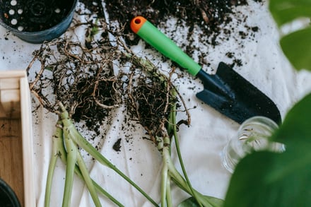 Tuin - vaste planten vermeerderen_pexels-teona-swift-6913442